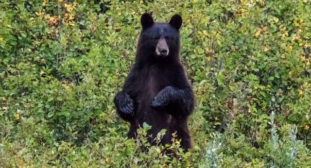 A Relocated Bear Walked 1,000 Miles Back to Its Favorite Campsite