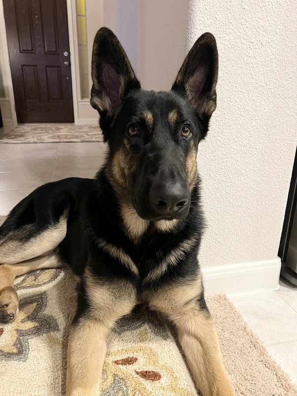 Are you happy owning a German shepherd? - Quora