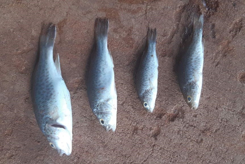 Fish 'rained from the sky', outback community says, in freak weather event  - ABC News