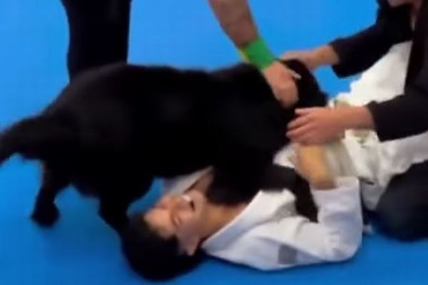 Protect your owner! The dog that broke into a Brazilian judo match is too  cute! – Switch News - Archysport