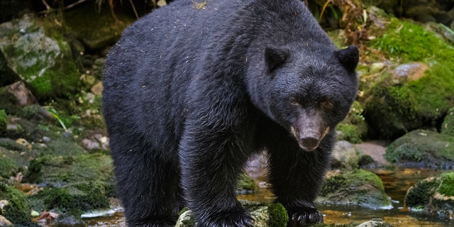 The male American Black bears found in Connecticut can weigh anywhere from 250-500 pounds, according to the Connecticut Department of Energy and Environmental Protection. 