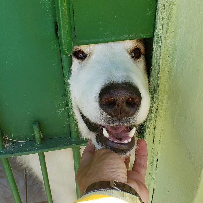 mailman-takes-adorable-selfies-with-every-animal-he-befriends-at-work-17