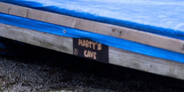 The Dashukewich siblings have named the bear Marty.