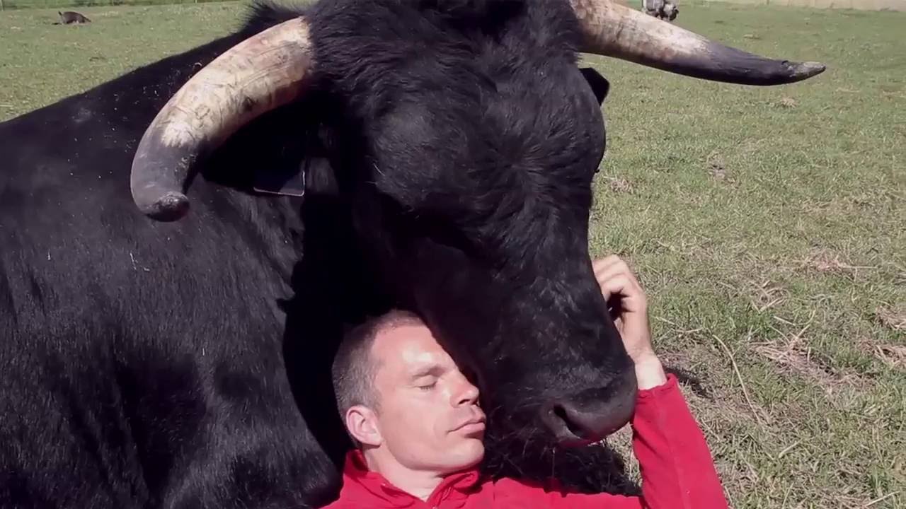 Le taureau, le président et la vétérinaire… | Le Club