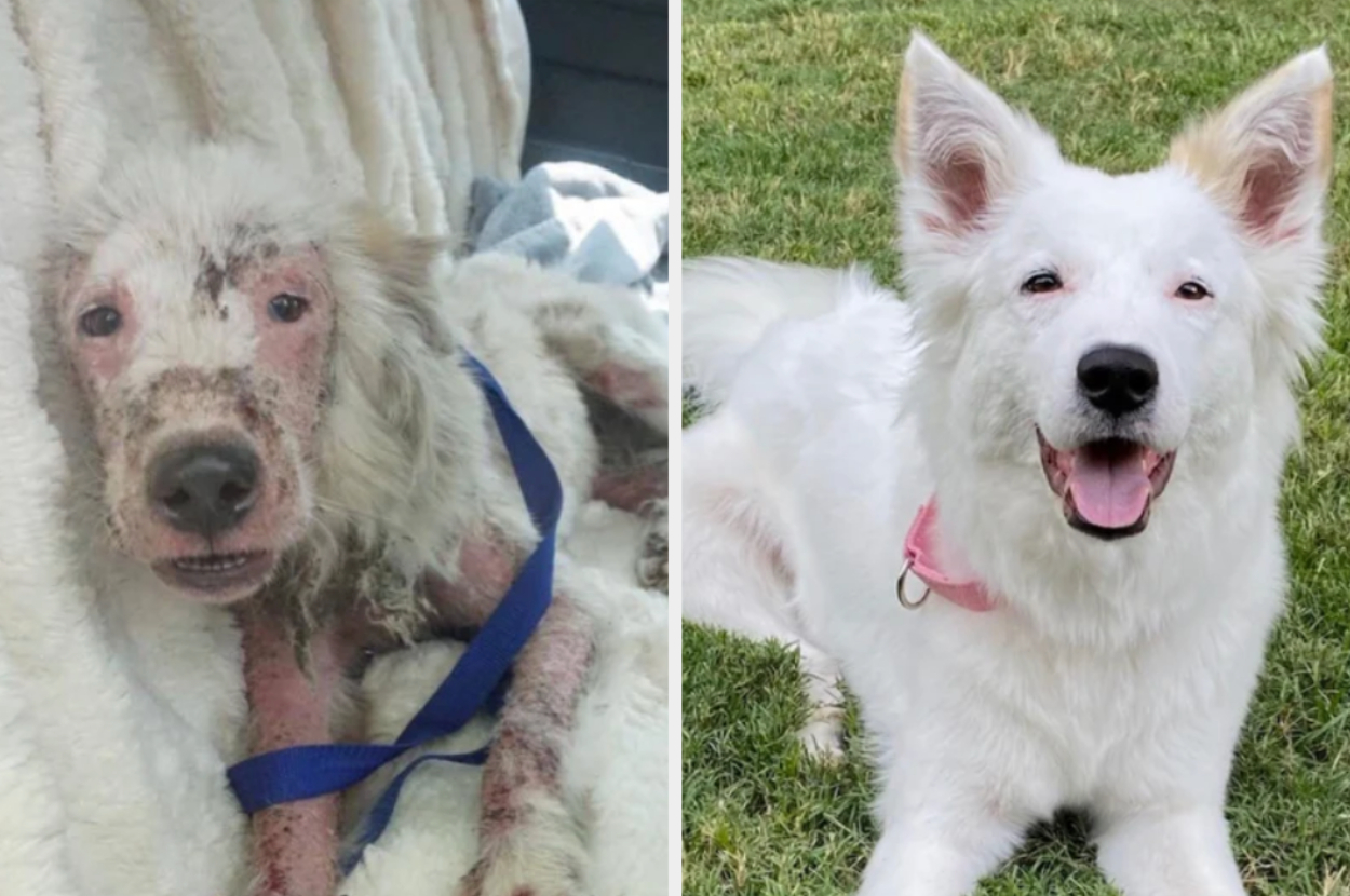 19 Photos Of Dogs Before And After Getting Adopted