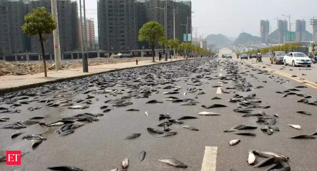 Australia Fish Rainfall: Australian town witnesses fish 'rained from sky', locals claim 'blessing from Lord', say reports - The Economic Times