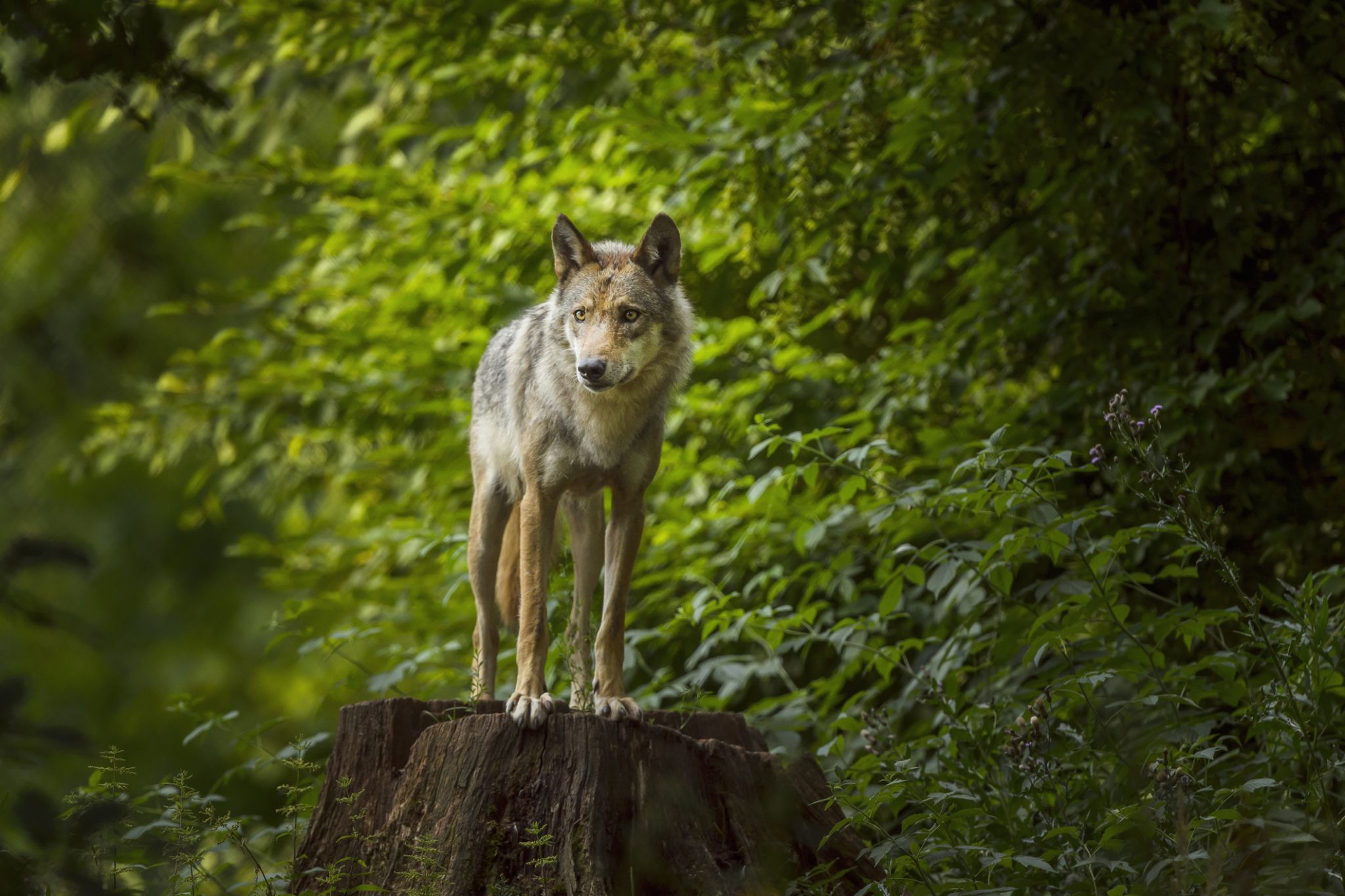 We're thrilled': Another gray wolf has made its way to Northern California