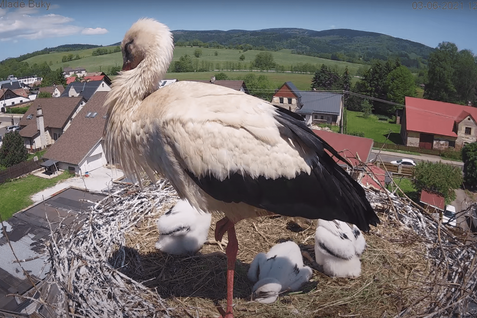storks at Mlade Buky are growing – Mary Ann Steggles