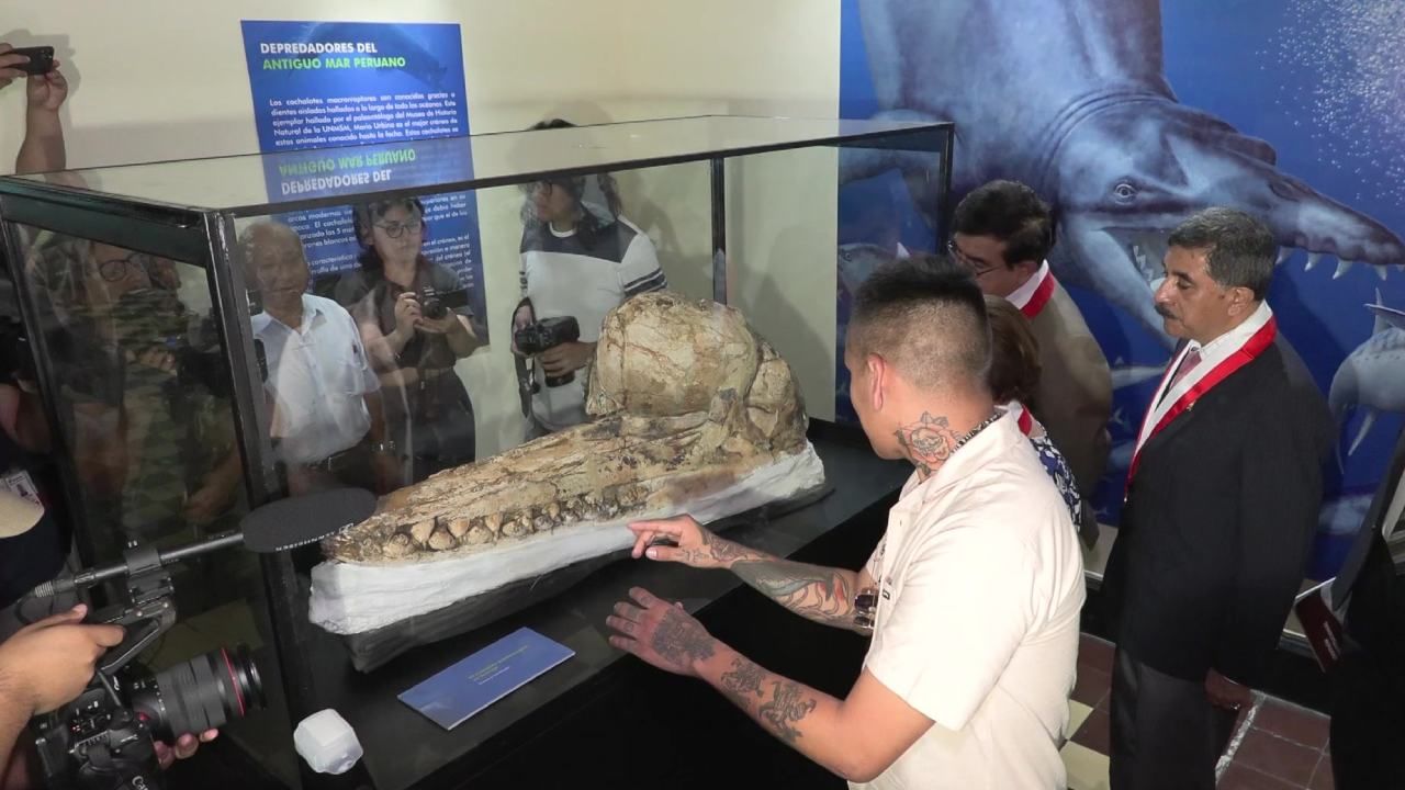 According to scientists, the teeth present in the skull of whale fish have revealed some secrets. They say that the teeth of this whale are sharp and huge, which suggests that it must have hunted large creatures as well. While the existing sperm whale survives only on small organisms.