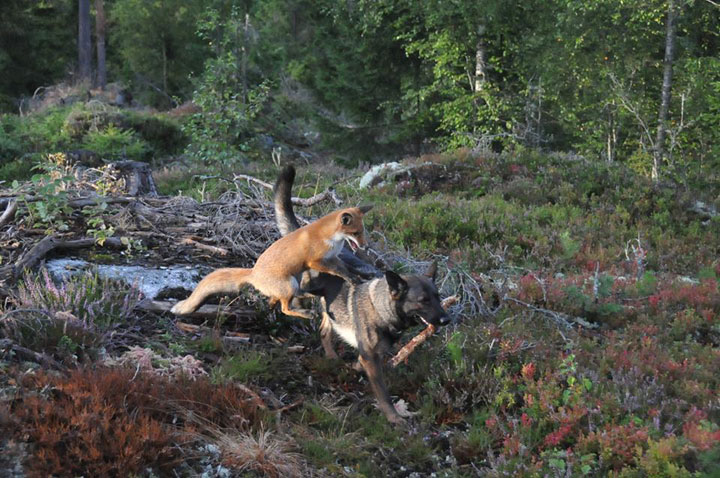 The Tender Moments From The Lovely Friendship Between A Dog And A Fox-12