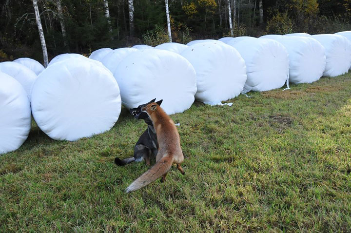The Tender Moments From The Lovely Friendship Between A Dog And A Fox-13