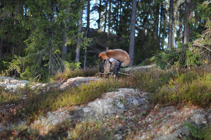The Tender Moments From The Lovely Friendship Between A Dog And A Fox-14