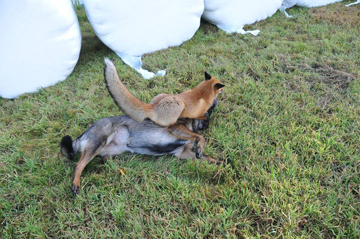 The Tender Moments From The Lovely Friendship Between A Dog And A Fox-15