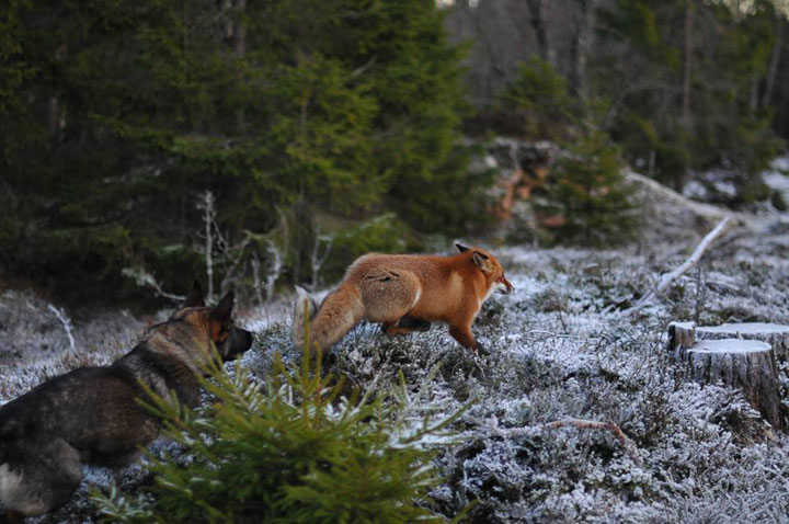 The Tender Moments From The Lovely Friendship Between A Dog And A Fox-5