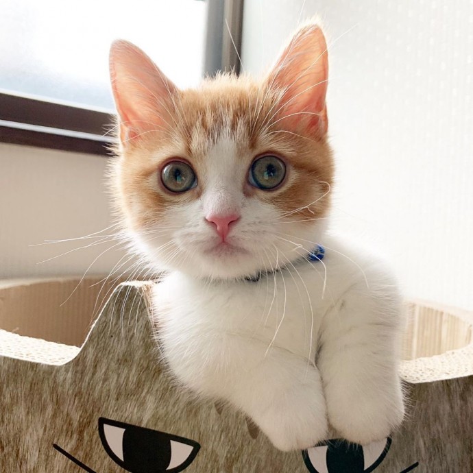 this-is-chata-the-tiny-kitten-with-unique-sleeping-habits-that-is-taking-instagram-by-storm-01