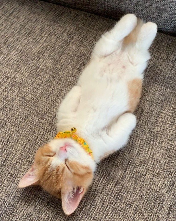 this-is-chata-the-tiny-kitten-with-unique-sleeping-habits-that-is-taking-instagram-by-storm-02