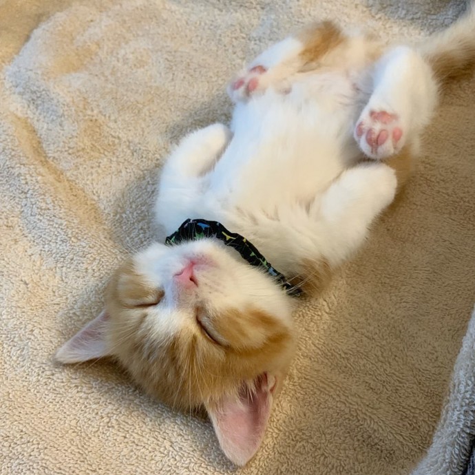 this-is-chata-the-tiny-kitten-with-unique-sleeping-habits-that-is-taking-instagram-by-storm-03