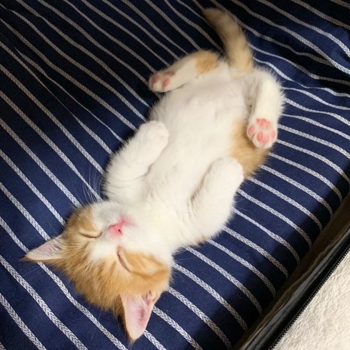 this-is-chata-the-tiny-kitten-with-unique-sleeping-habits-that-is-taking-instagram-by-storm-04