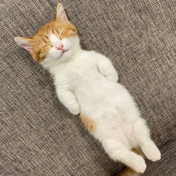 this-is-chata-the-tiny-kitten-with-unique-sleeping-habits-that-is-taking-instagram-by-storm-05