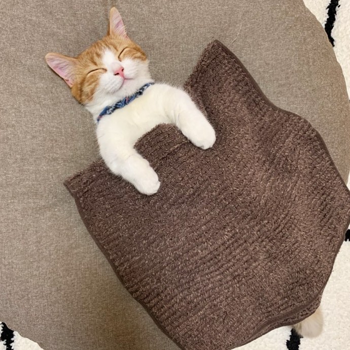 this-is-chata-the-tiny-kitten-with-unique-sleeping-habits-that-is-taking-instagram-by-storm-06