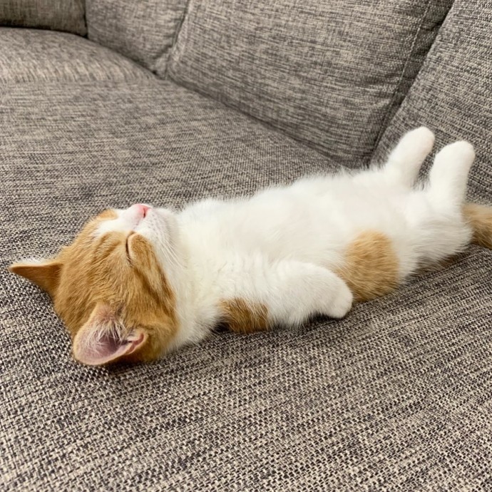this-is-chata-the-tiny-kitten-with-unique-sleeping-habits-that-is-taking-instagram-by-storm-08