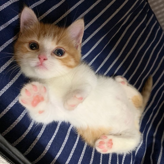 this-is-chata-the-tiny-kitten-with-unique-sleeping-habits-that-is-taking-instagram-by-storm-09