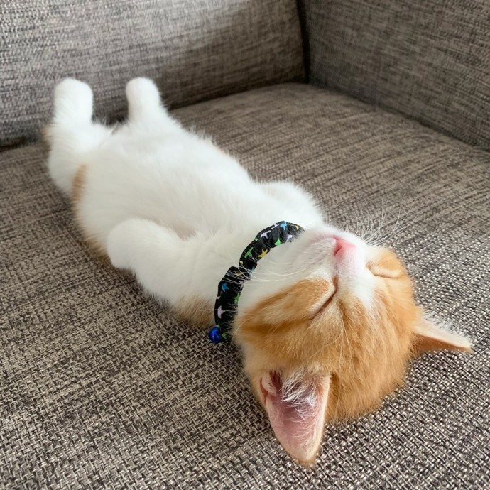 this-is-chata-the-tiny-kitten-with-unique-sleeping-habits-that-is-taking-instagram-by-storm-10