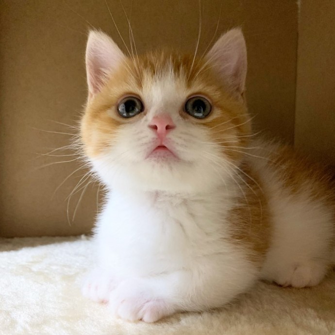 this-is-chata-the-tiny-kitten-with-unique-sleeping-habits-that-is-taking-instagram-by-storm-11