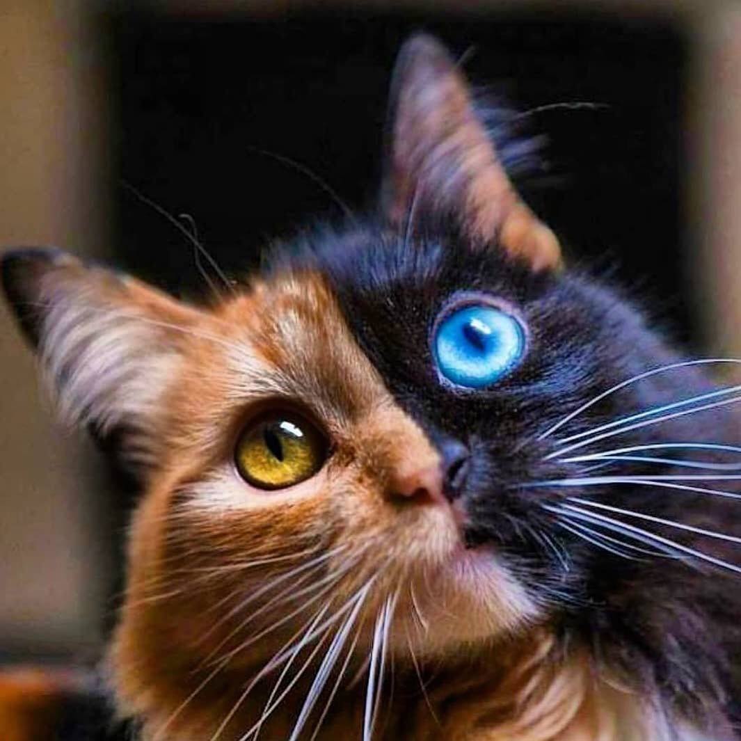 this-is-quimera-the-stunning-cat-with-two-faces-01