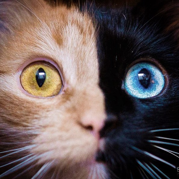 this-is-quimera-the-stunning-cat-with-two-faces-02
