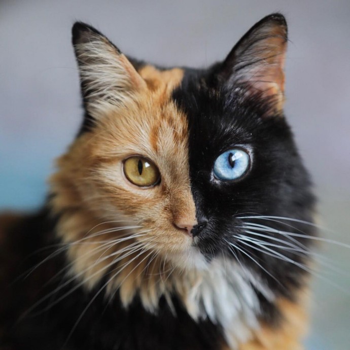 this-is-quimera-the-stunning-cat-with-two-faces-03