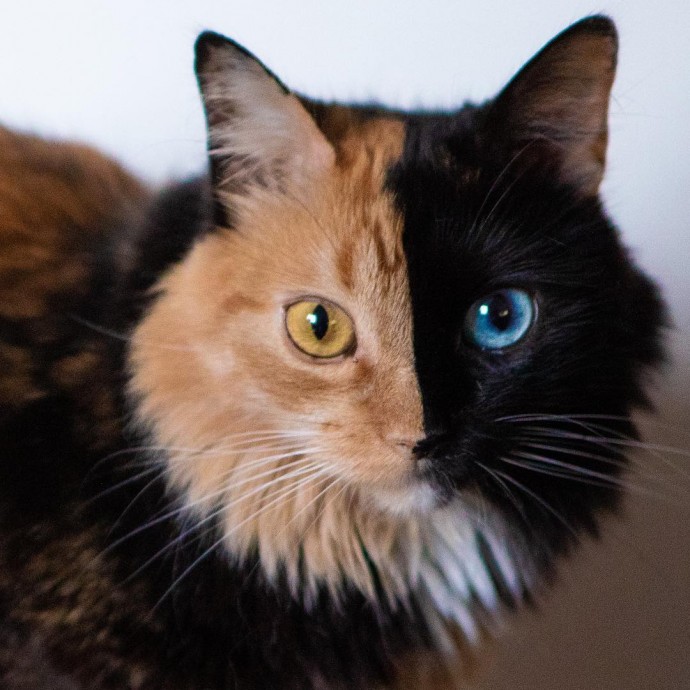 this-is-quimera-the-stunning-cat-with-two-faces-07