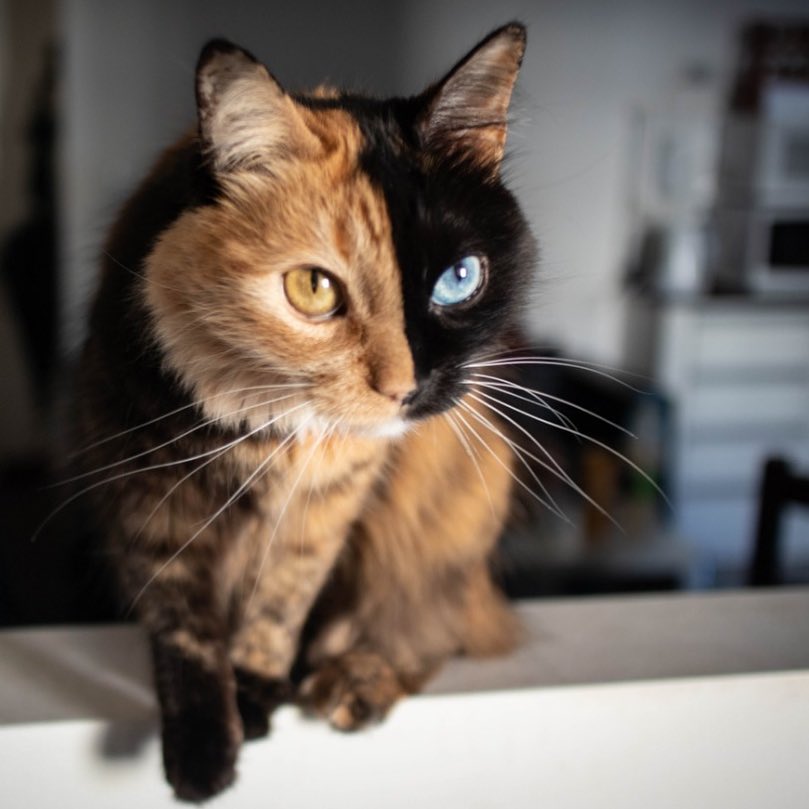 this-is-quimera-the-stunning-cat-with-two-faces-08
