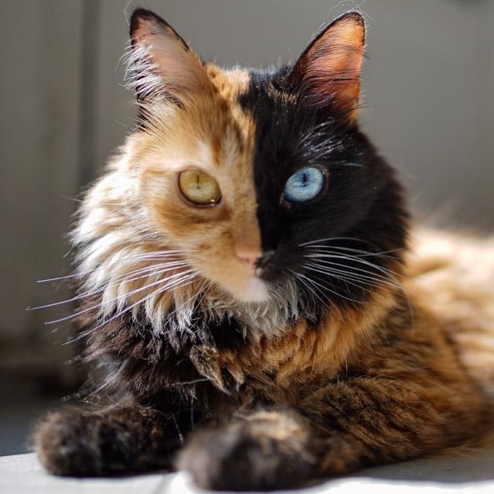 this-is-quimera-the-stunning-cat-with-two-faces-10