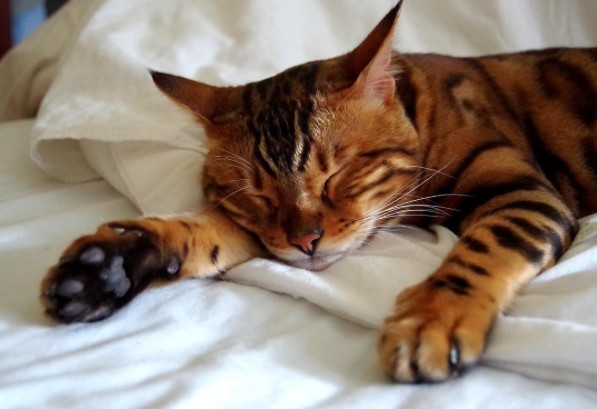 Thor Bengal cat
