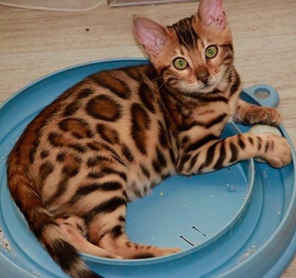 Thor Bengal cat