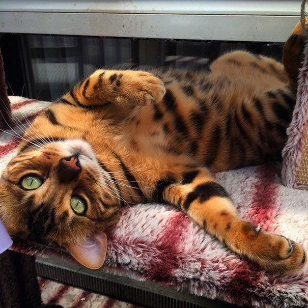 Thor Bengal cat