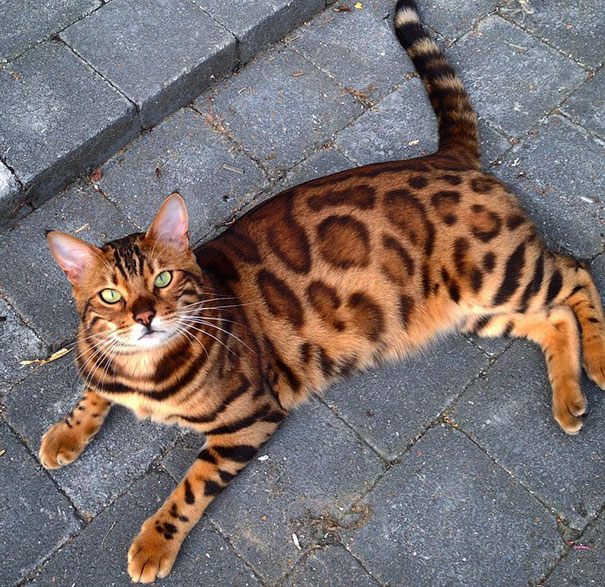 Thor Bengal cat