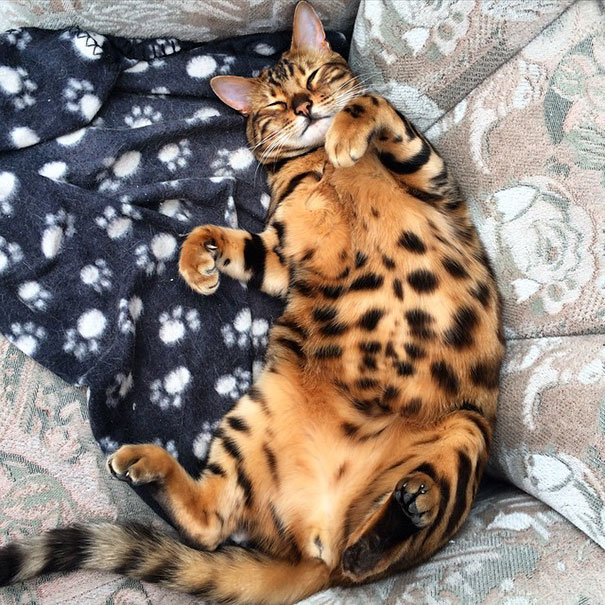 Thor Bengal cat