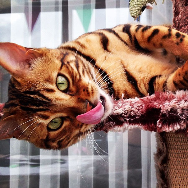 Thor Bengal cat