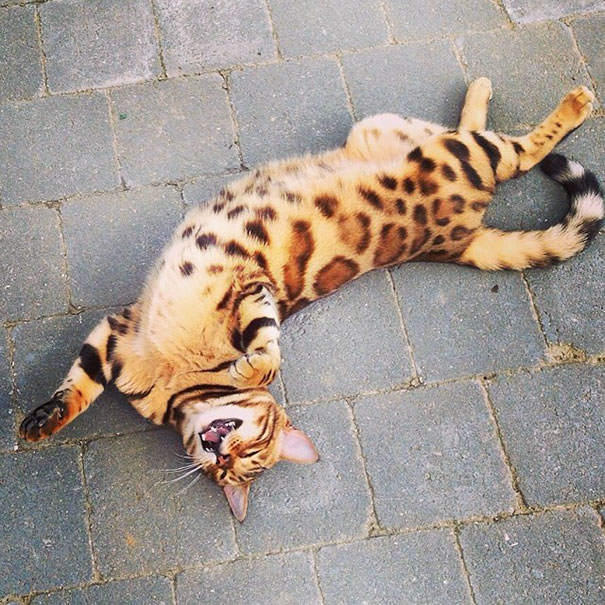 Thor Bengal cat