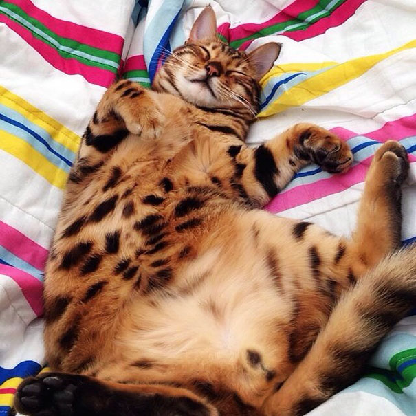 Thor Bengal cat