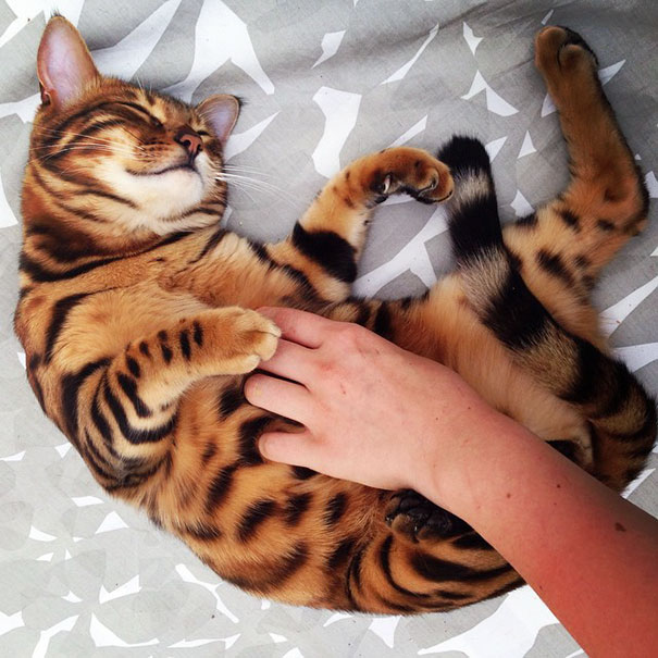 Thor Bengal cat