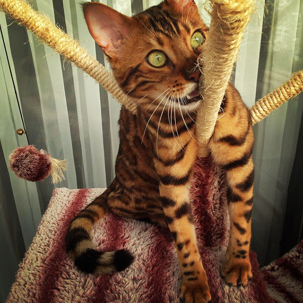 Thor Bengal cat