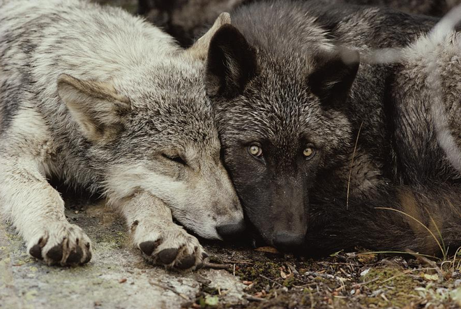 Twenty weeks old Sawtooth pack pups by Jim and...