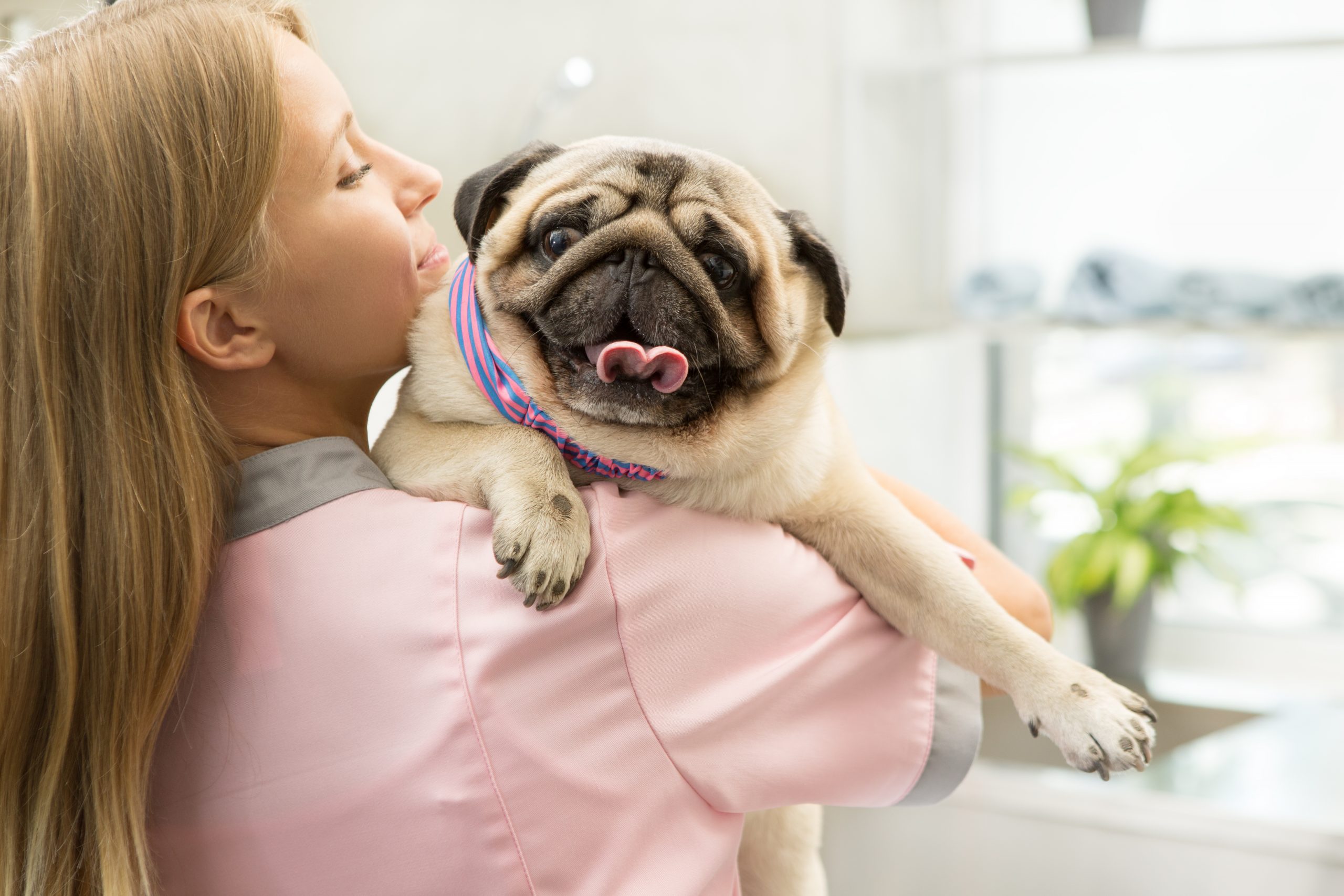 PDE Or Pug Dog Encephalitis Guide: A Deadly Disease | Kooky Pugs