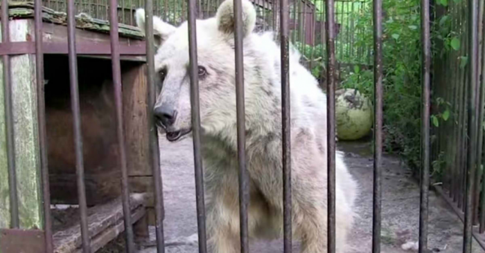 Тъгата в очите на Фифи е очевидна.