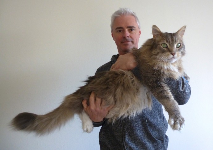 20-huge-cats-who-are-clearly-not-kittens-anymore-01