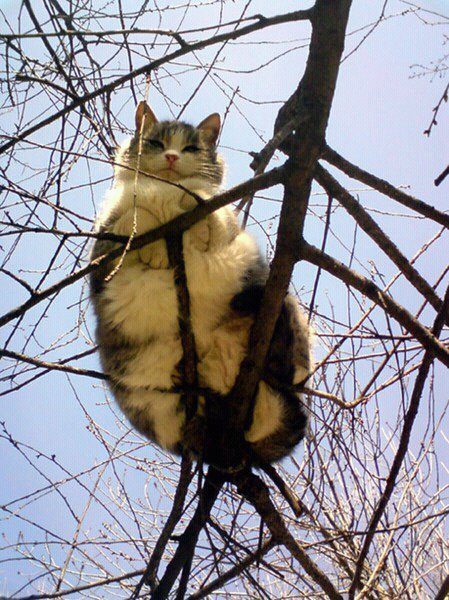 20-huge-cats-who-are-clearly-not-kittens-anymore-02