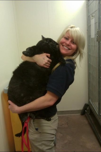 20-huge-cats-who-are-clearly-not-kittens-anymore-04